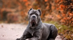 Câine kane corso (foto): prieten și apărător credincios, care este întotdeauna aproape