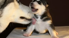 Câinele linge piciorul proprietarului: cauzele manifestării animalului de companie