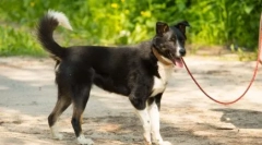 Câinele nu vrea să meargă: cauze și modalități de a rezolva problema