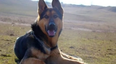 Câine de câine de păstor estic (foto): fundaș străin și prieten adevărat