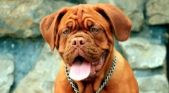 Câini brahicephali: lista de rase și recomandări către proprietari