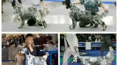 Dmitri medvedev câini și pisici: cine locuiește în politică