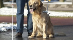 Câini în serviciul unei persoane