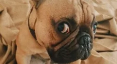 Câinii de stele rusești: animale de companie preferate