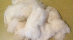 Câini cu păr în loc de lână: rase speciale cu cereri mari