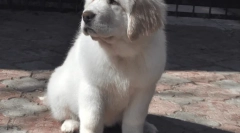 Câinii celor mai multe înregistrări de câine de top