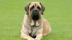 Câini pliante: revizuirea rasei ridurilor