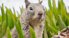 Conținutul chipmunk-ului la domiciliu