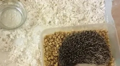 Hedgehog și îngrijire la domiciliu