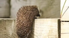 Hedgehog conținut în casă
