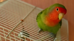 Conținutul și îngrijirea iubitorilor la domiciliu