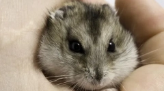 Conținutul de rozătoare mici