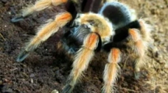 Conținutul păianjenului la domiciliu