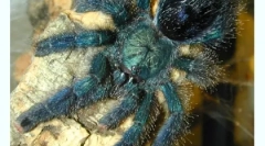 Conținutul păianjenilor din casă