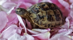 Conținutul testoaselor de teren acasă