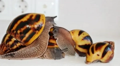 Conținutul lui akhatin snails și regulile de îngrijire la domiciliu