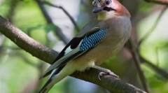 Soyuka (foto) - pasăre, izbitoare cu repertoriul său