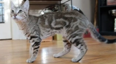 Sokok (sumkok, pădurea kenyan)