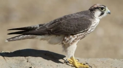 Falcon mediteranean