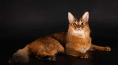Somali cat (somalia)