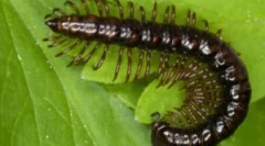 Îmi pare rău-cămașă și alte tipuri de multi-calea