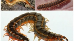 Ne pare rău-sticlărie: descriere și stil de viață