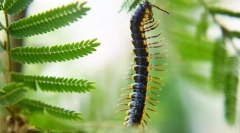 Centiped