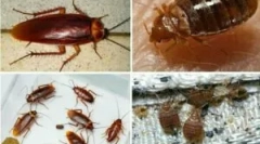 Coexistența bug-urilor și gandacherilor în interiorul apartamentului