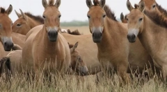 Caii sălbatici moderni