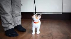 Metode moderne de formare a pisicilor