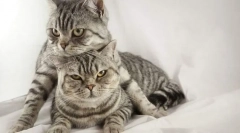 Pisicile de împerechere