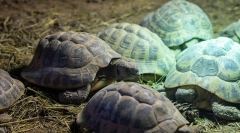 Hibernate broaște țestoase ca o broască țestoasă de iarnă