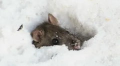 Are somnul șoarecelui în timpul iernii?