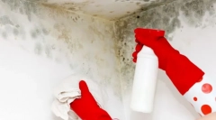 Metode și instrumente pentru a scăpa de ciuperci pe pereți