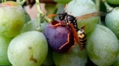 Metode și mijloace pentru protejarea strugurilor din sistemul de operare