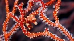 Modalități de a masca și protecția la pește