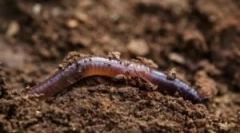 Modalități de a muta viermele de ploaie