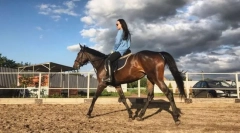 Metode de mișcare de cai