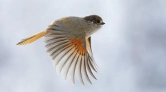 Metode de mișcare în păsări