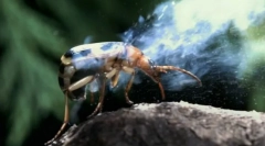 Modalități de a proteja insectele