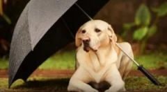 Spray de la purici pentru animale și case