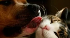 Bara de pulverizare pentru pisici și câini