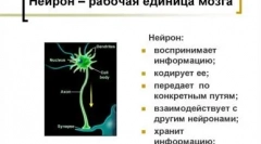Comparați o inteligență felină și câine: cine este mai inteligent