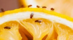 Fonduri de la gnu și moshade de fructe