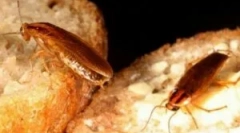 Instrumente de la gandaci, seif pentru copii și animale