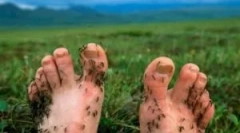 Instrumente protecție împotriva țânțarilor în natură