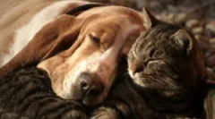 Înseamnă avocat: compoziție și instrucțiuni de utilizare