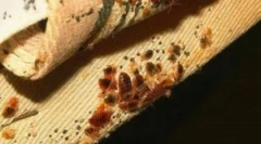 Blockbuster de la bug-uri, gandaci și alte insecte