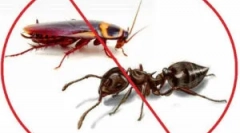 Fax instrument: forme și aplicații de eliberare