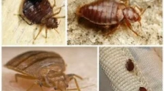 Instrumente din protere de porumb (zonder)